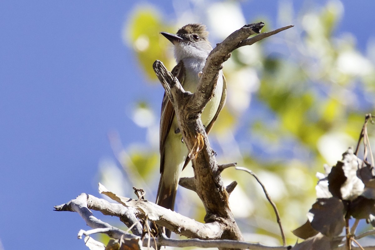 Brown-crested Flycatcher - Mike Sanders