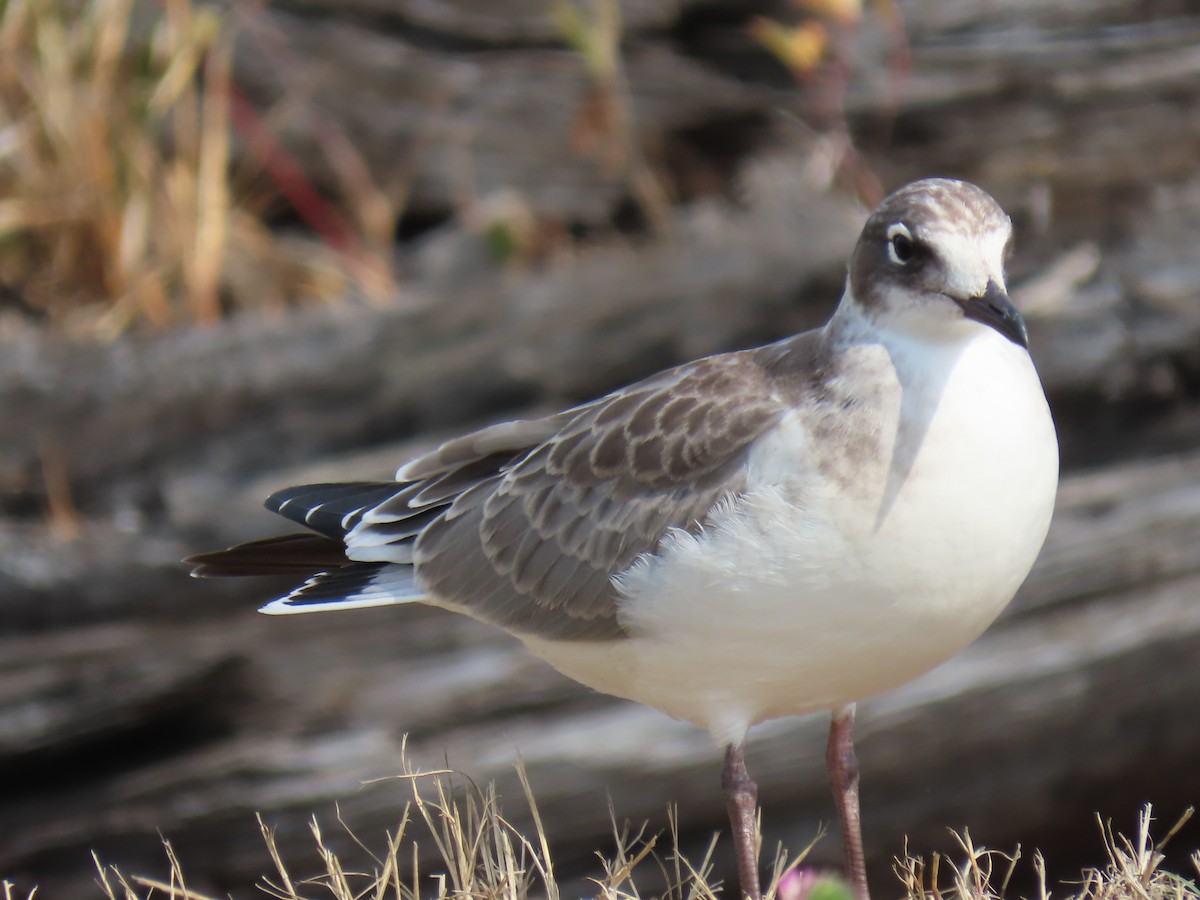 Franklin antxeta - ML601958601