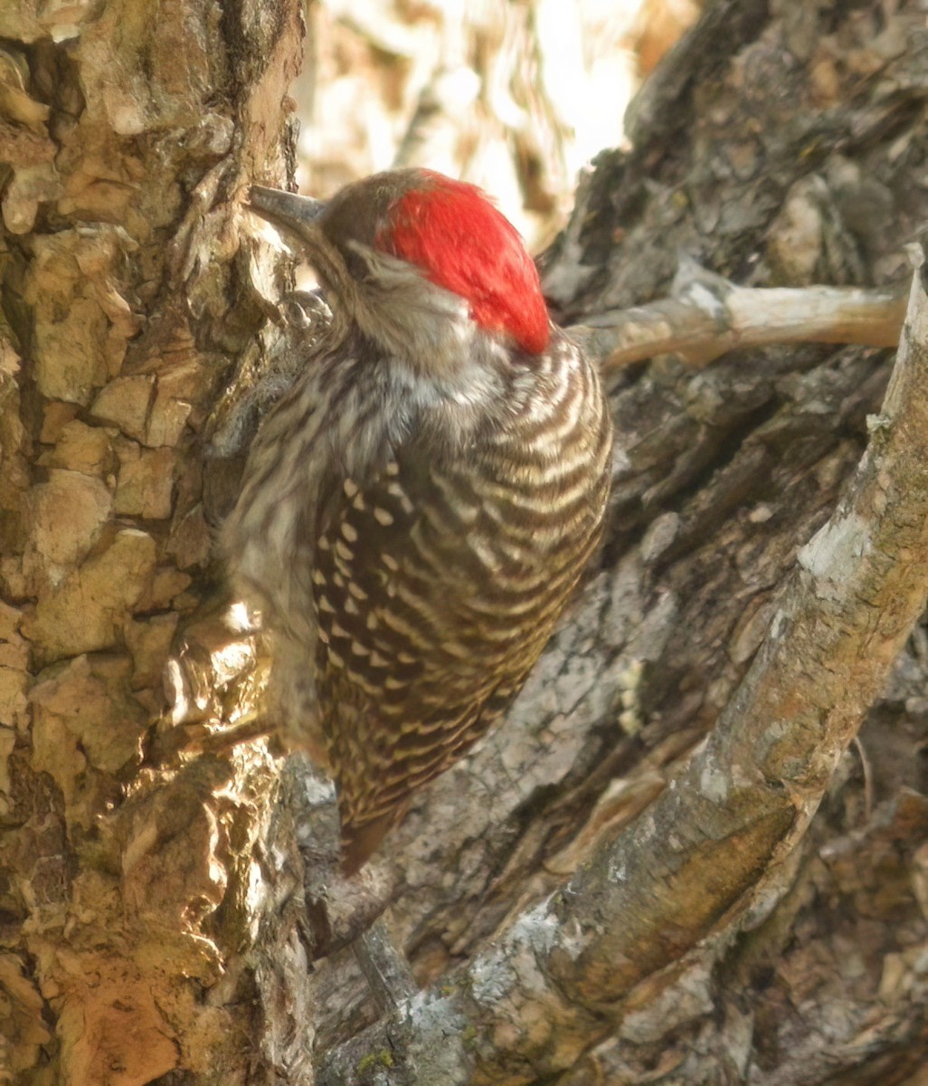 Cardinal Woodpecker - Charlotte Byers