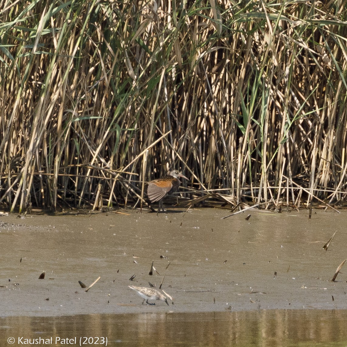 Virginia Rail - ML601959751
