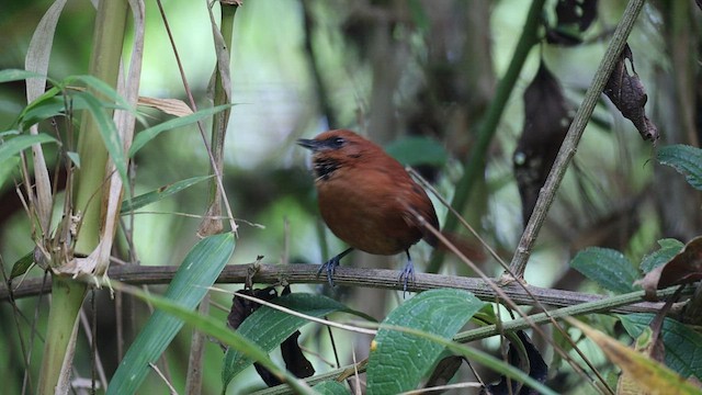 Rufous Spinetail - ML601960161