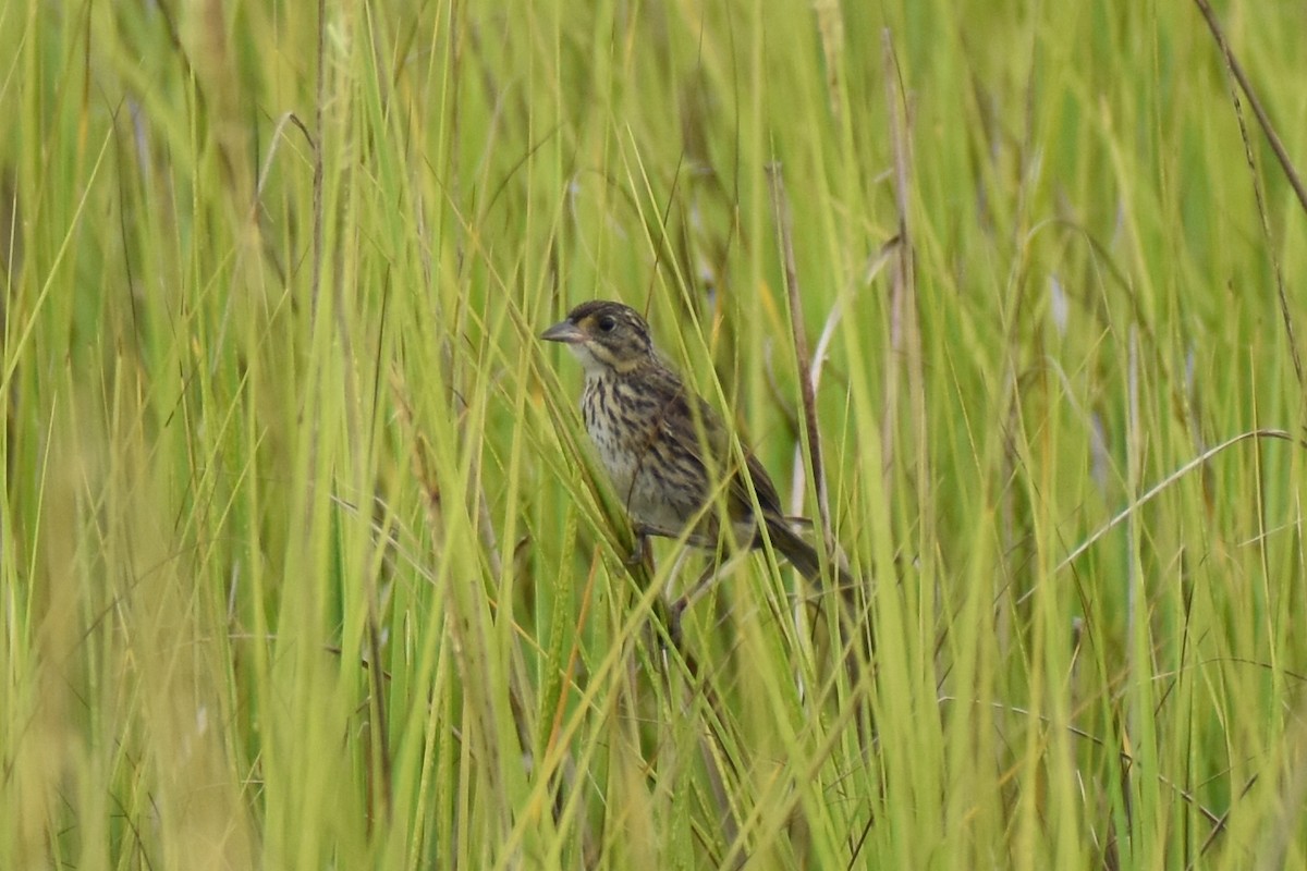 Seaside Sparrow - ML601960641