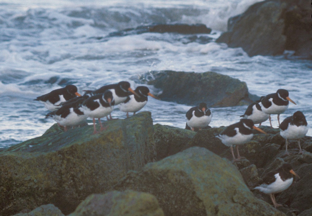 Eurasian Oystercatcher - ML601960751