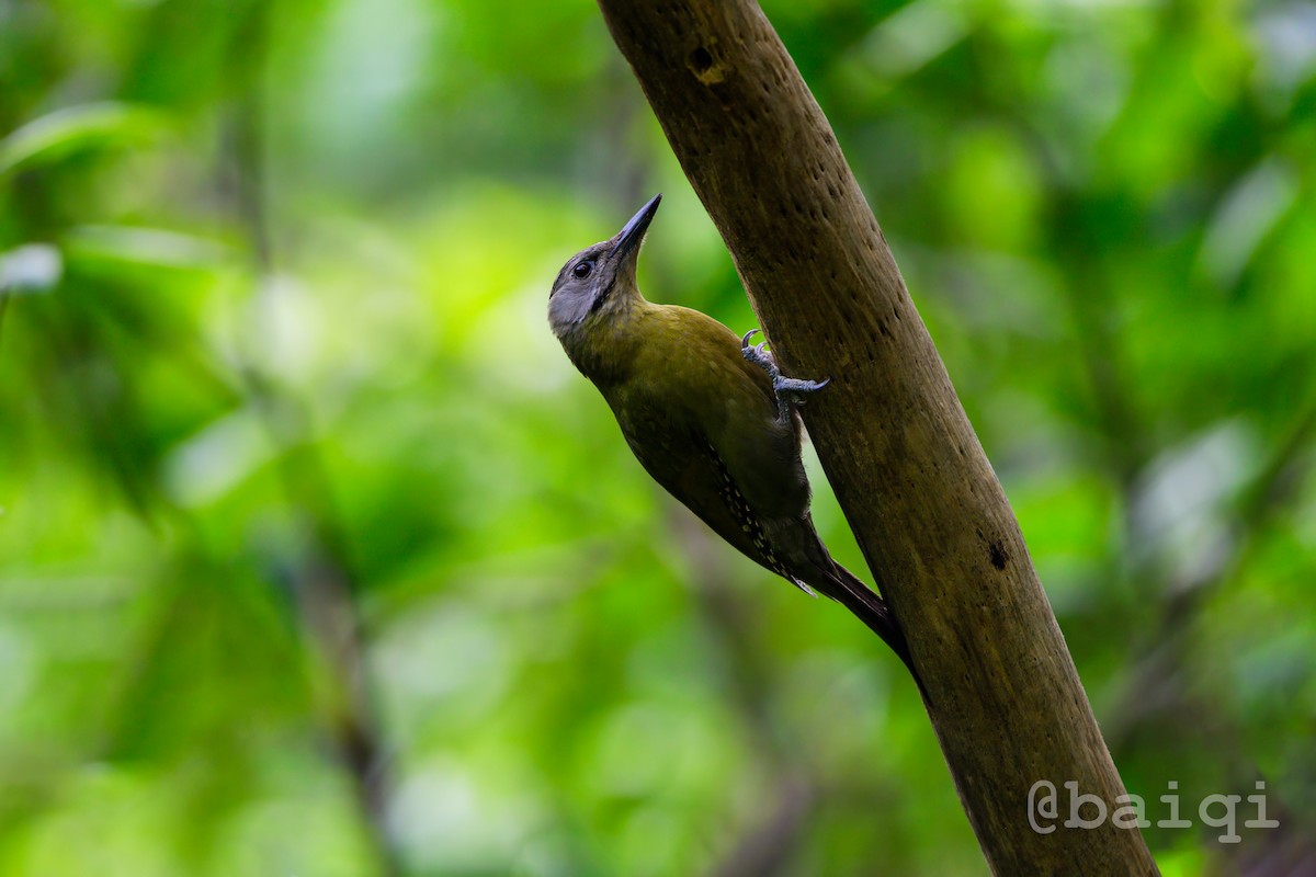 Gray-headed Woodpecker - ML601961141
