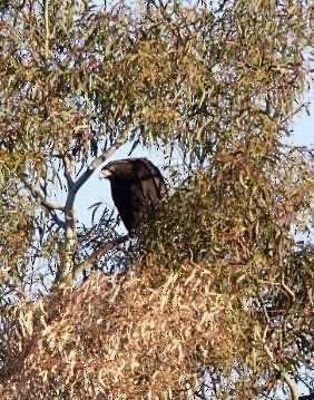 Wedge-tailed Eagle - Eric Finley