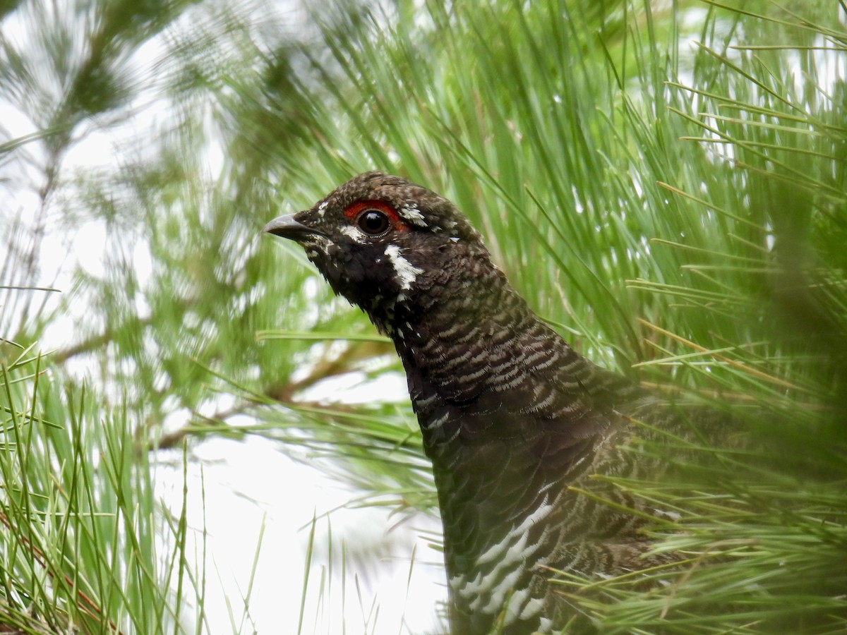 Spruce Grouse - Jeanne Tucker