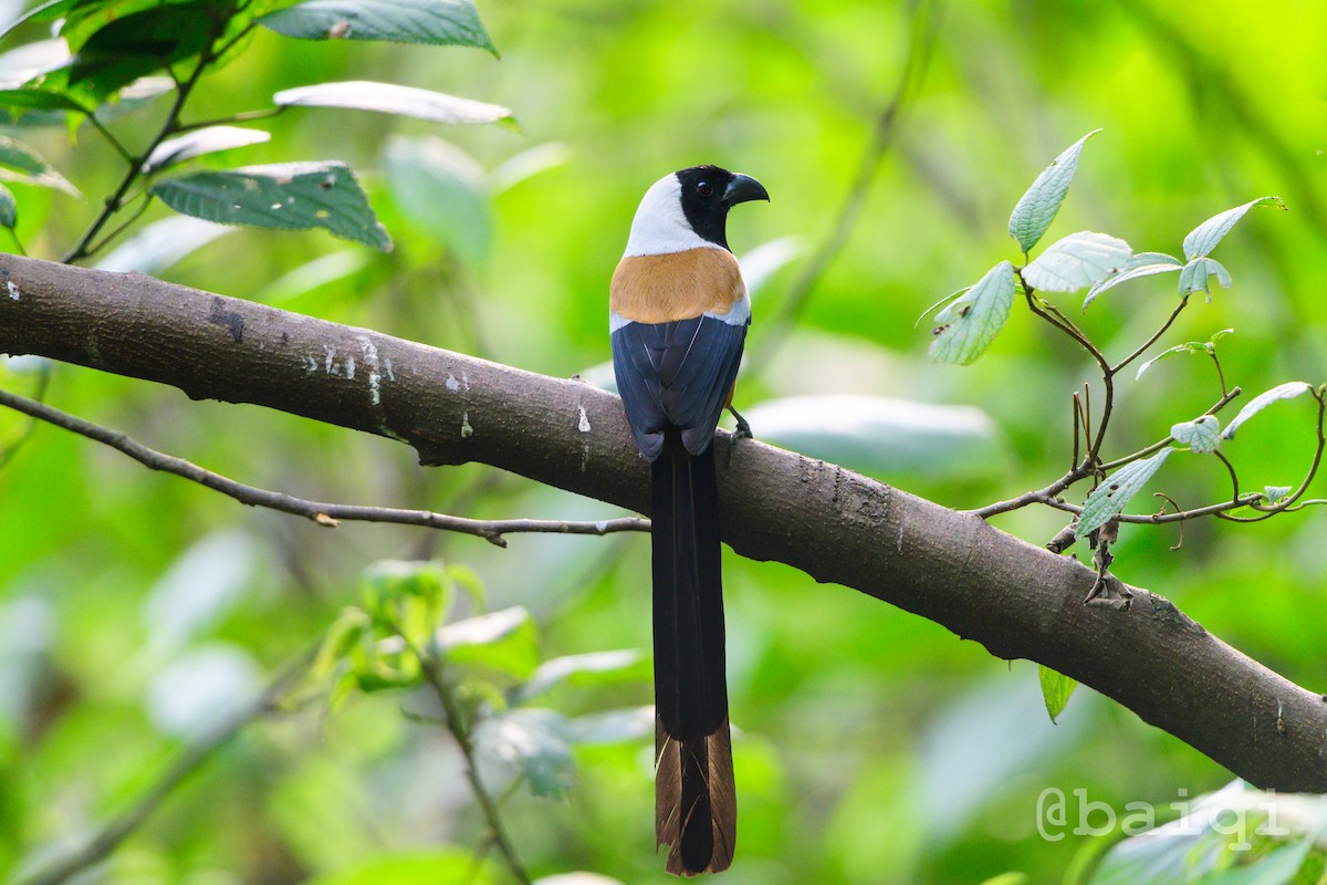 Collared Treepie - ML601961881