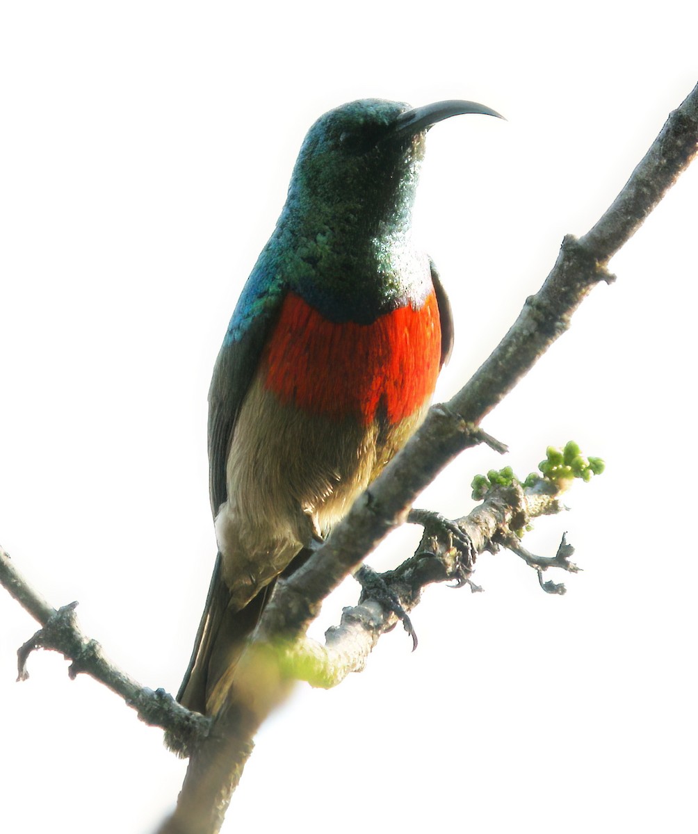 Greater Double-collared Sunbird - Charlotte Byers
