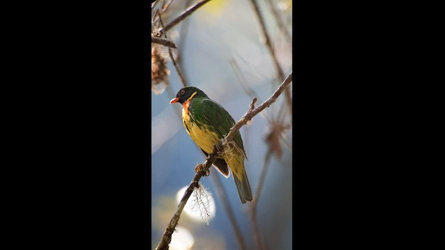 Cotinga masqué - ML601961921