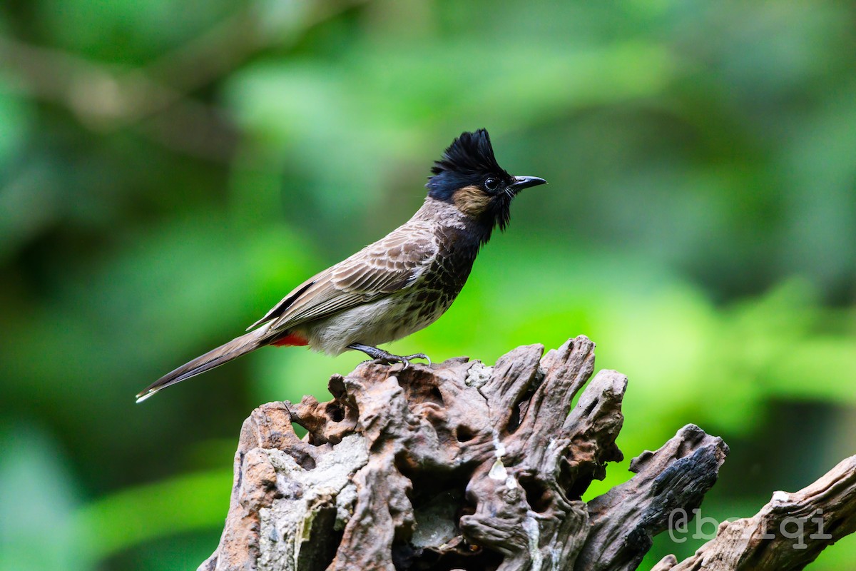 Red-vented Bulbul - ML601961971