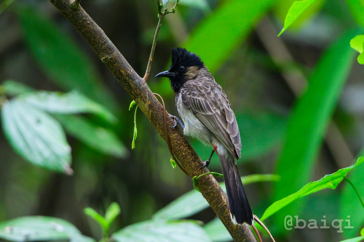 Red-vented Bulbul - ML601961981