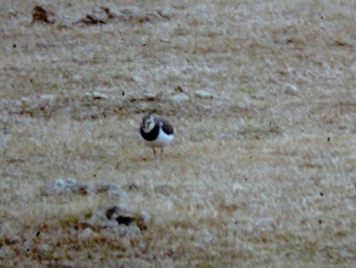 Northern Lapwing - Pamela Hunt