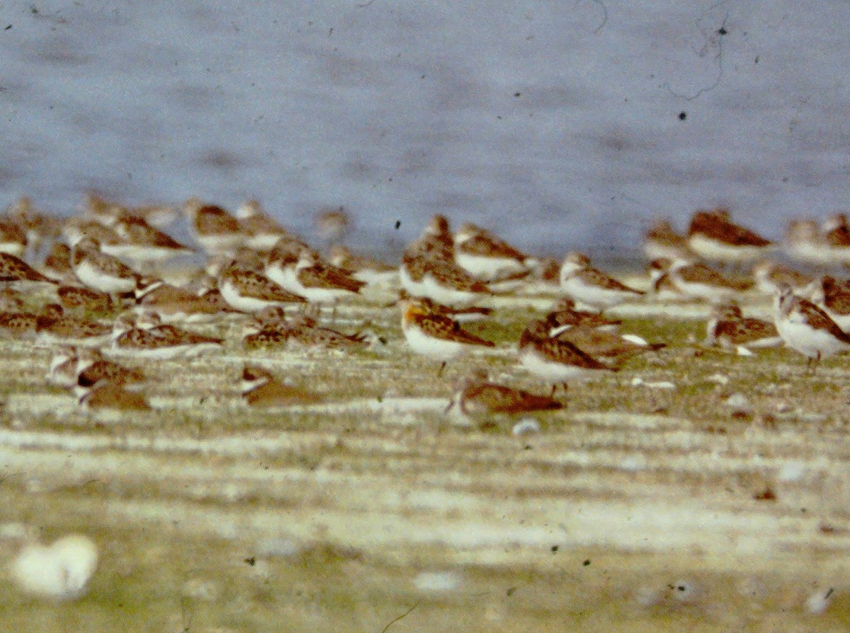 Rotkehl-Strandläufer - ML601962321