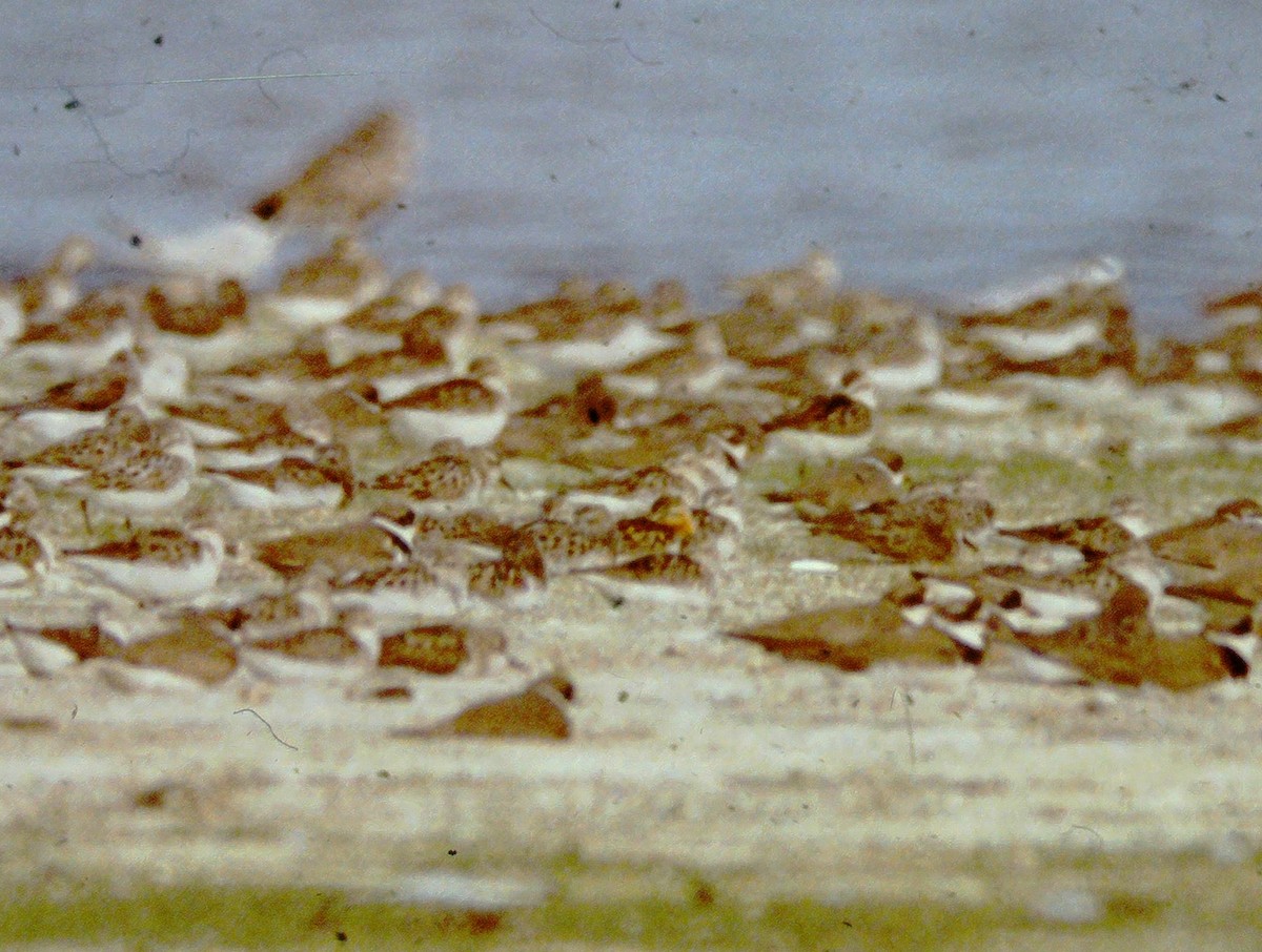 Red-necked Stint - Pamela Hunt