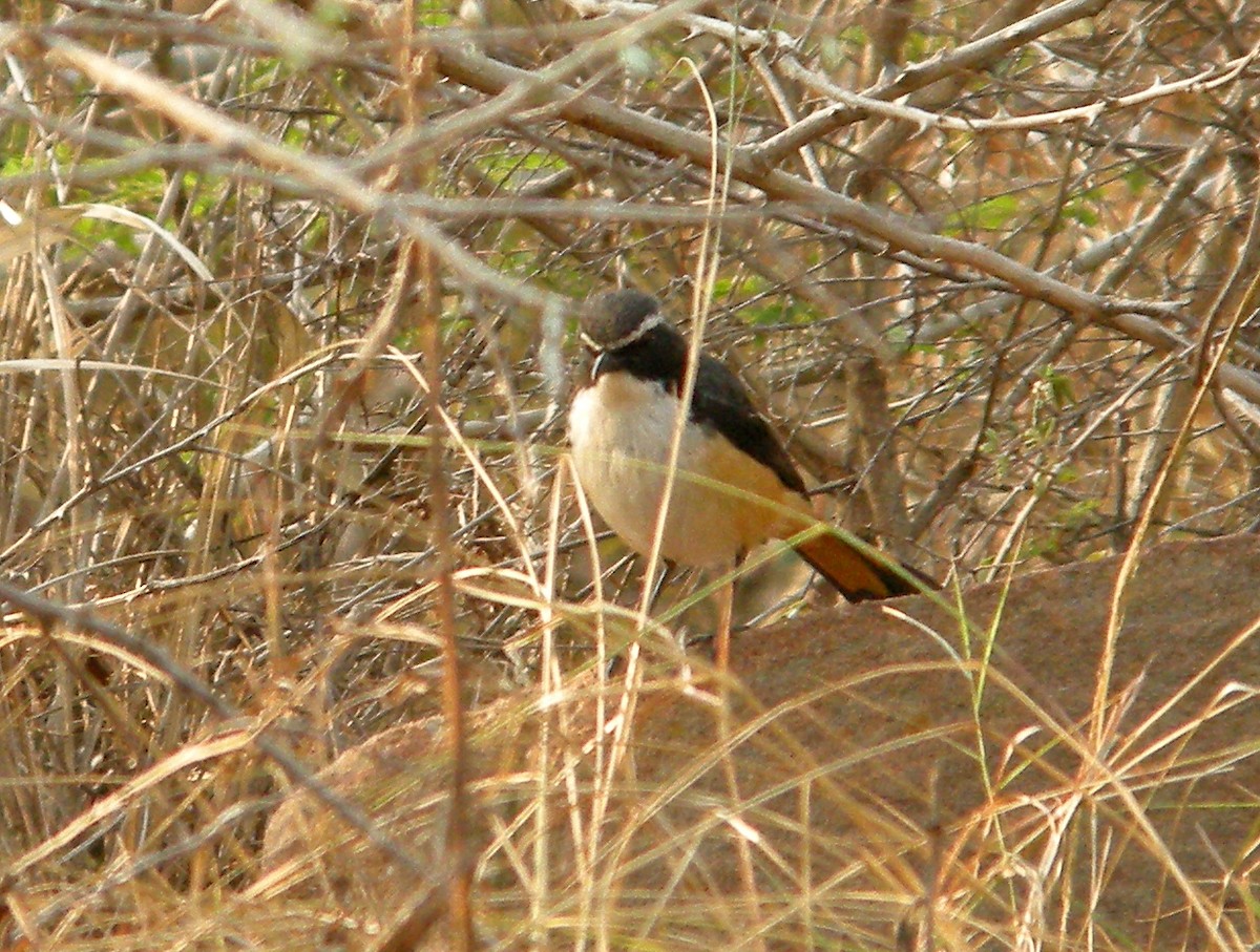 White-throated Robin-Chat - ML601962551