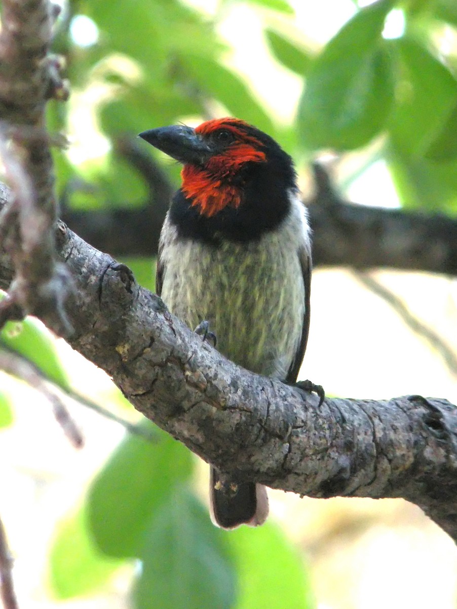 Black-collared Barbet - Charlotte Byers