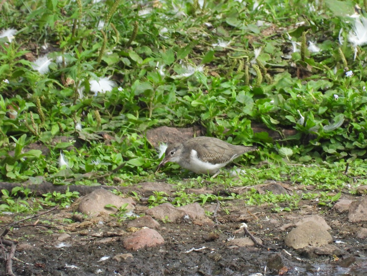 Spotted Sandpiper - ML601962951