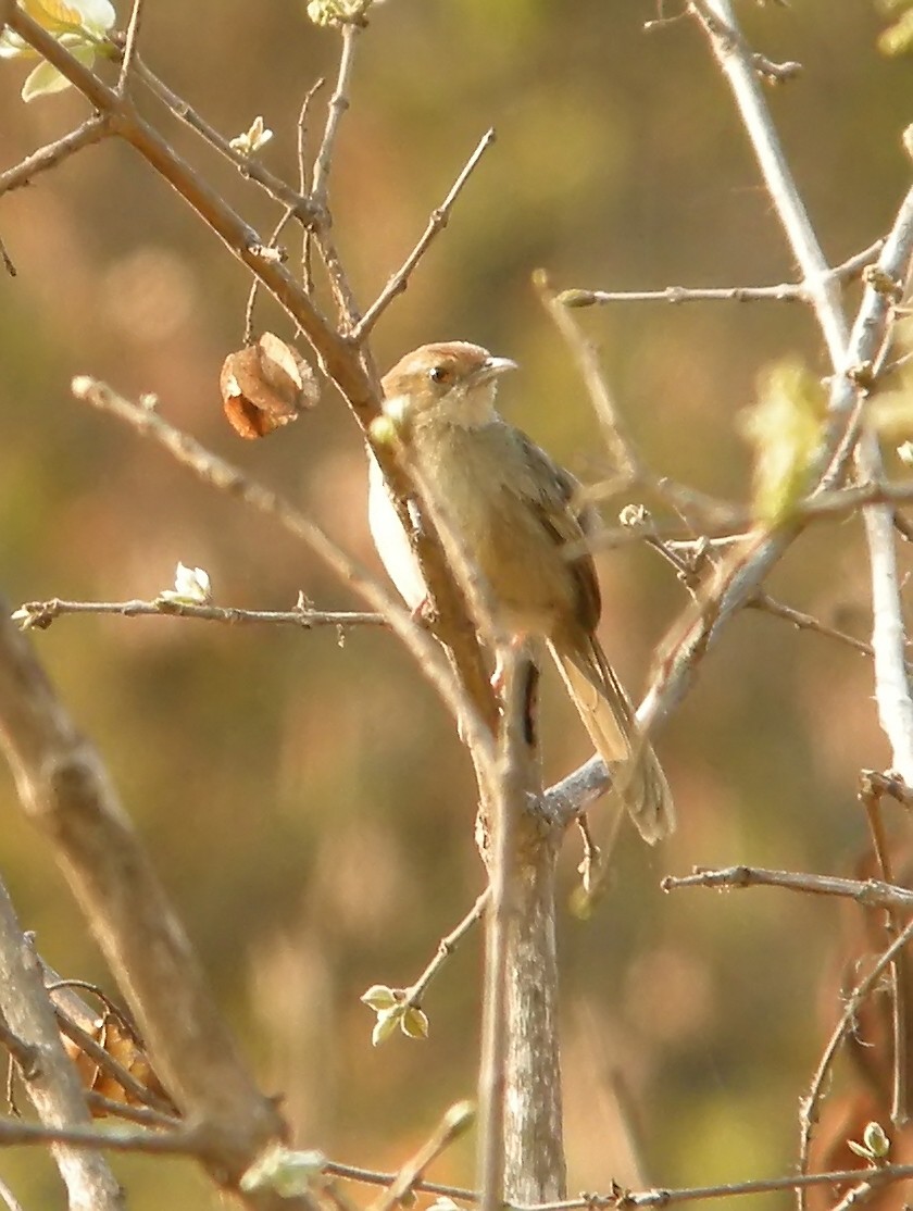 Rock-loving Cisticola - ML601962971