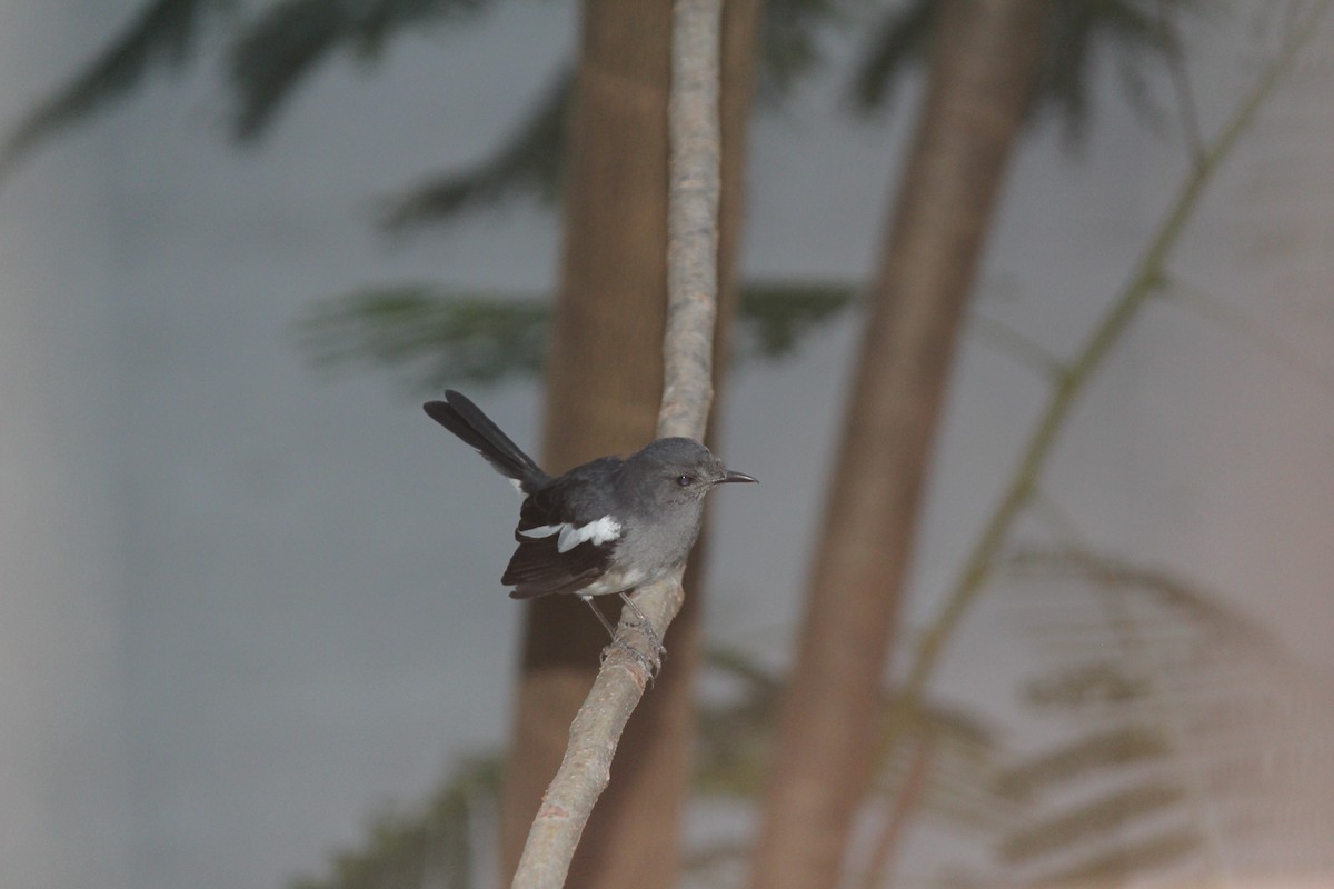 Oriental Magpie-Robin - ML60196311