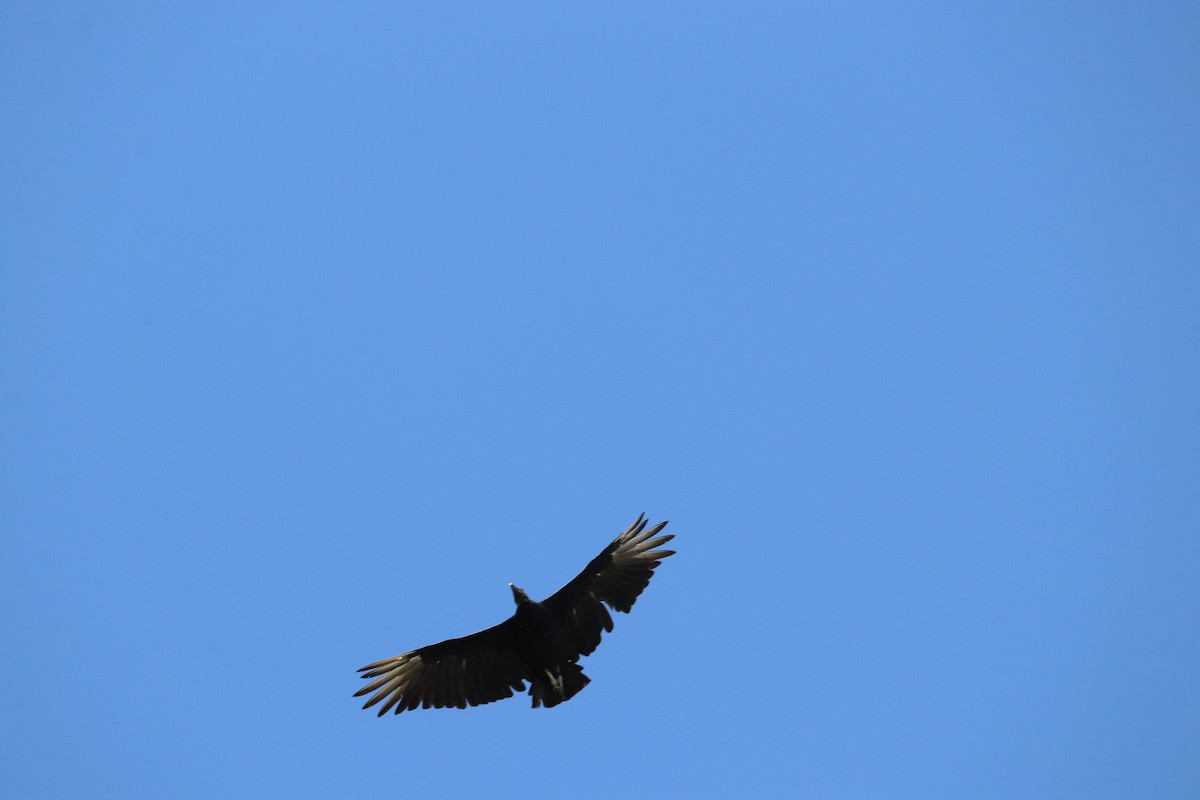 Black Vulture - Jonathan Baker