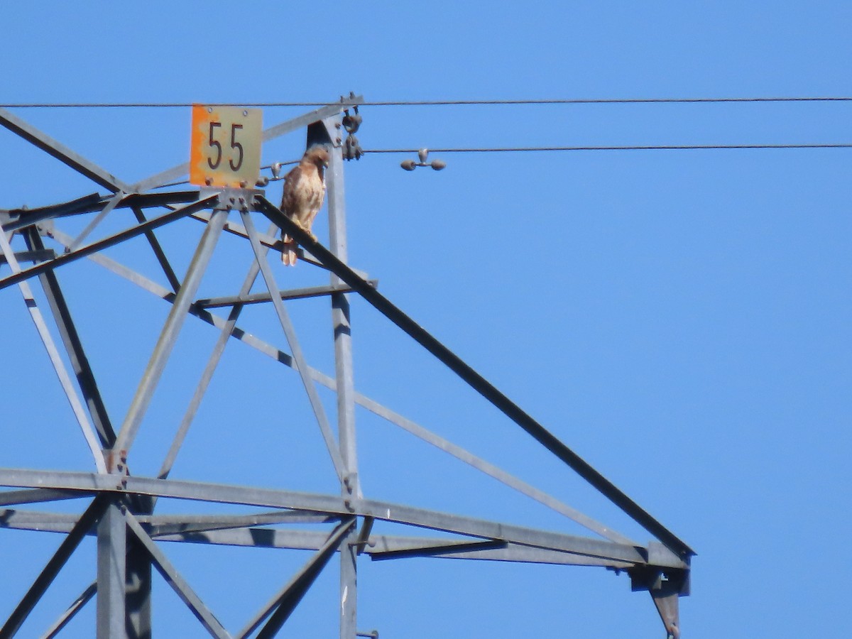 Red-tailed Hawk - Meg Reck