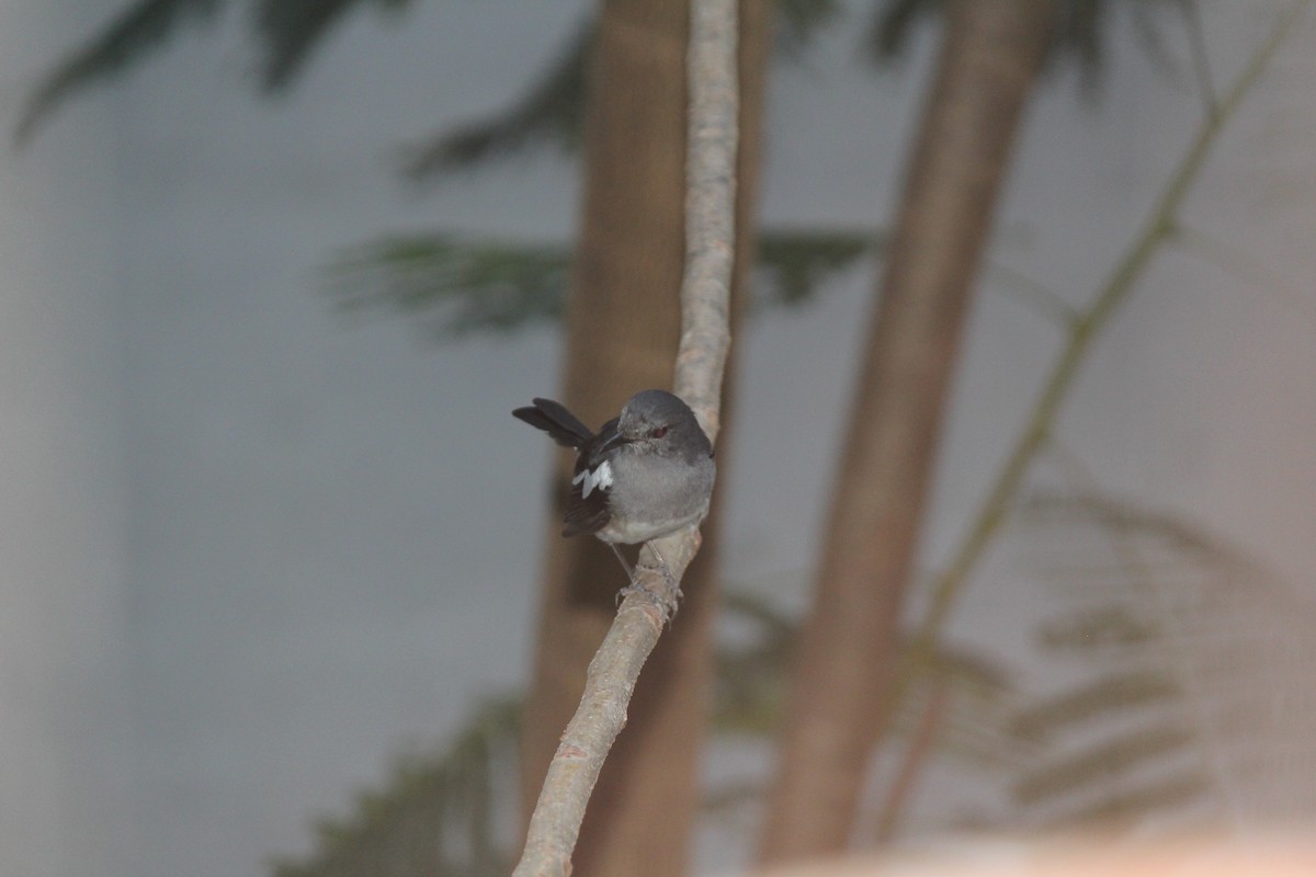 Oriental Magpie-Robin - ML60196351