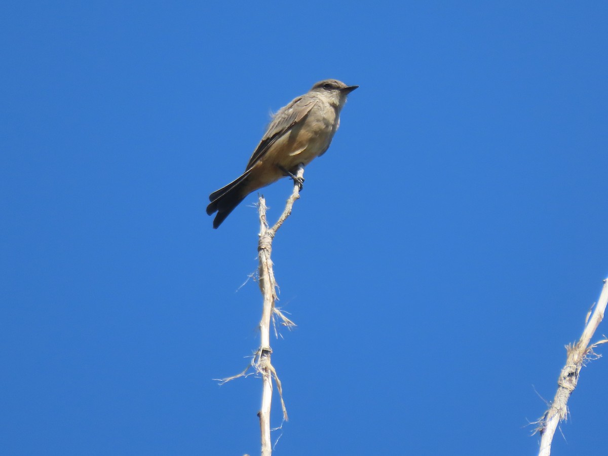 Say's Phoebe - ML601963661