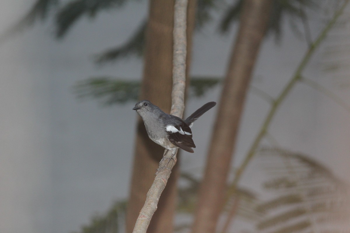 Oriental Magpie-Robin - ML60196371
