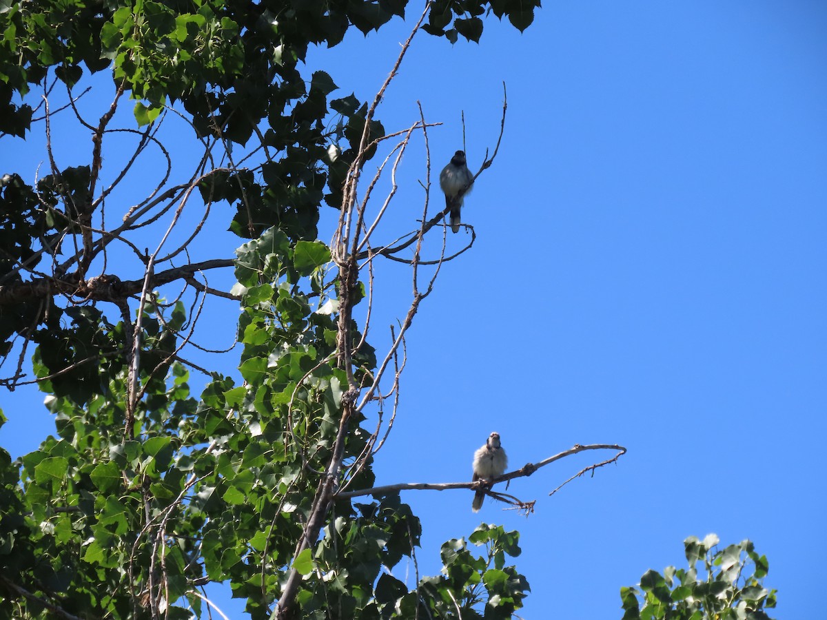 Blue Jay - ML601963751