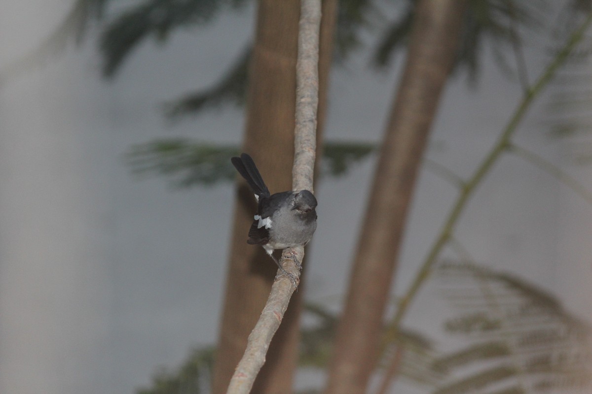 Oriental Magpie-Robin - ML60196381