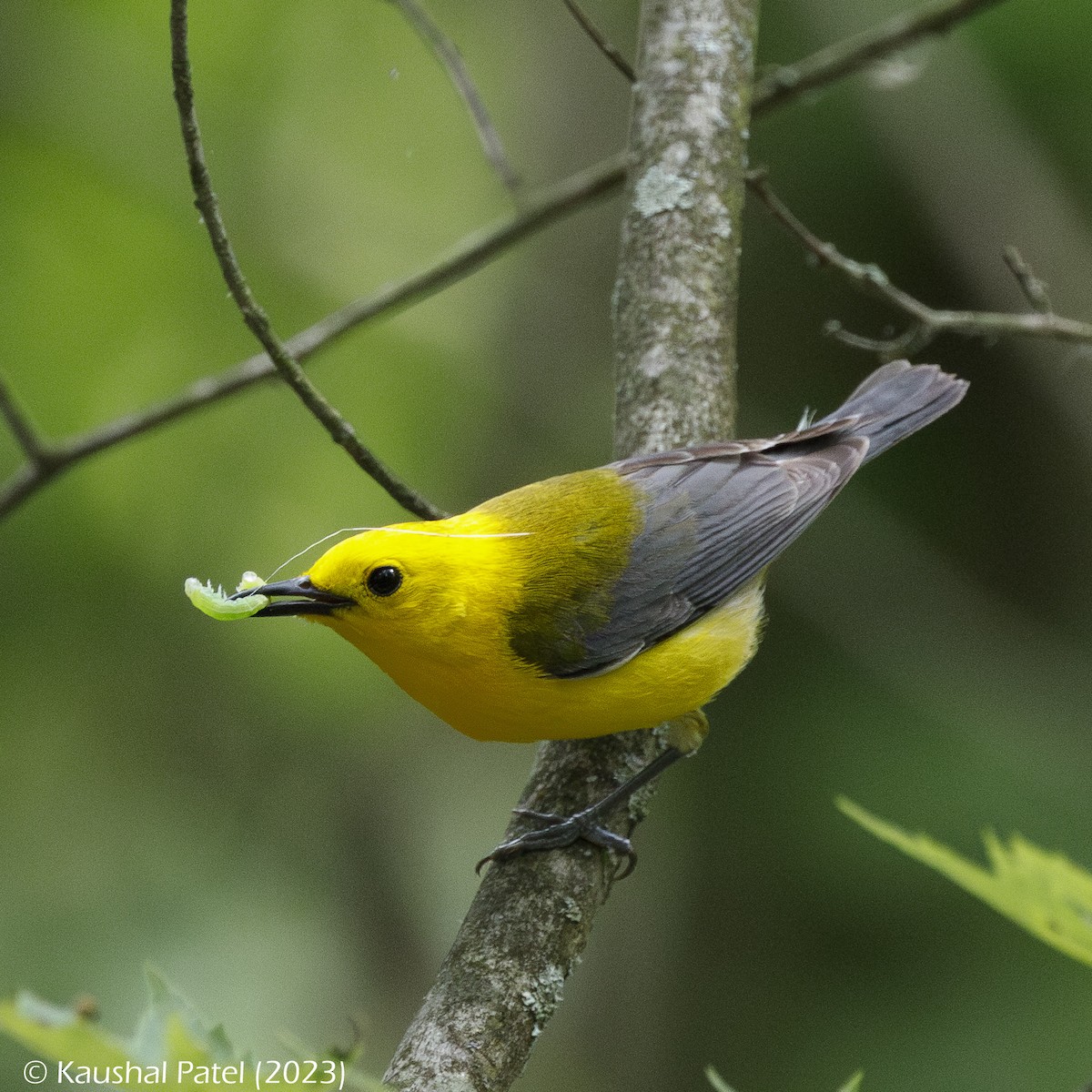 Prothonotary Warbler - ML601964431