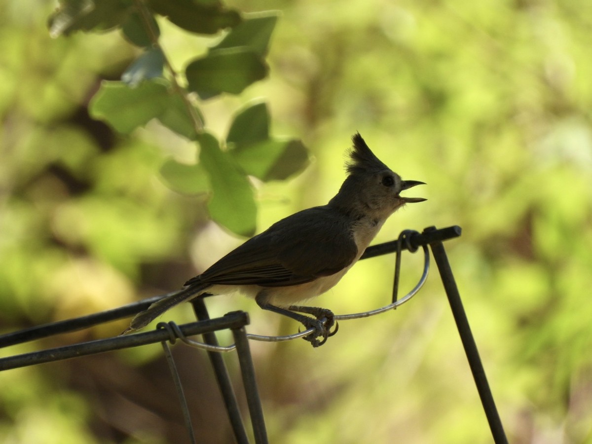 Black-crested Titmouse - ML601965331