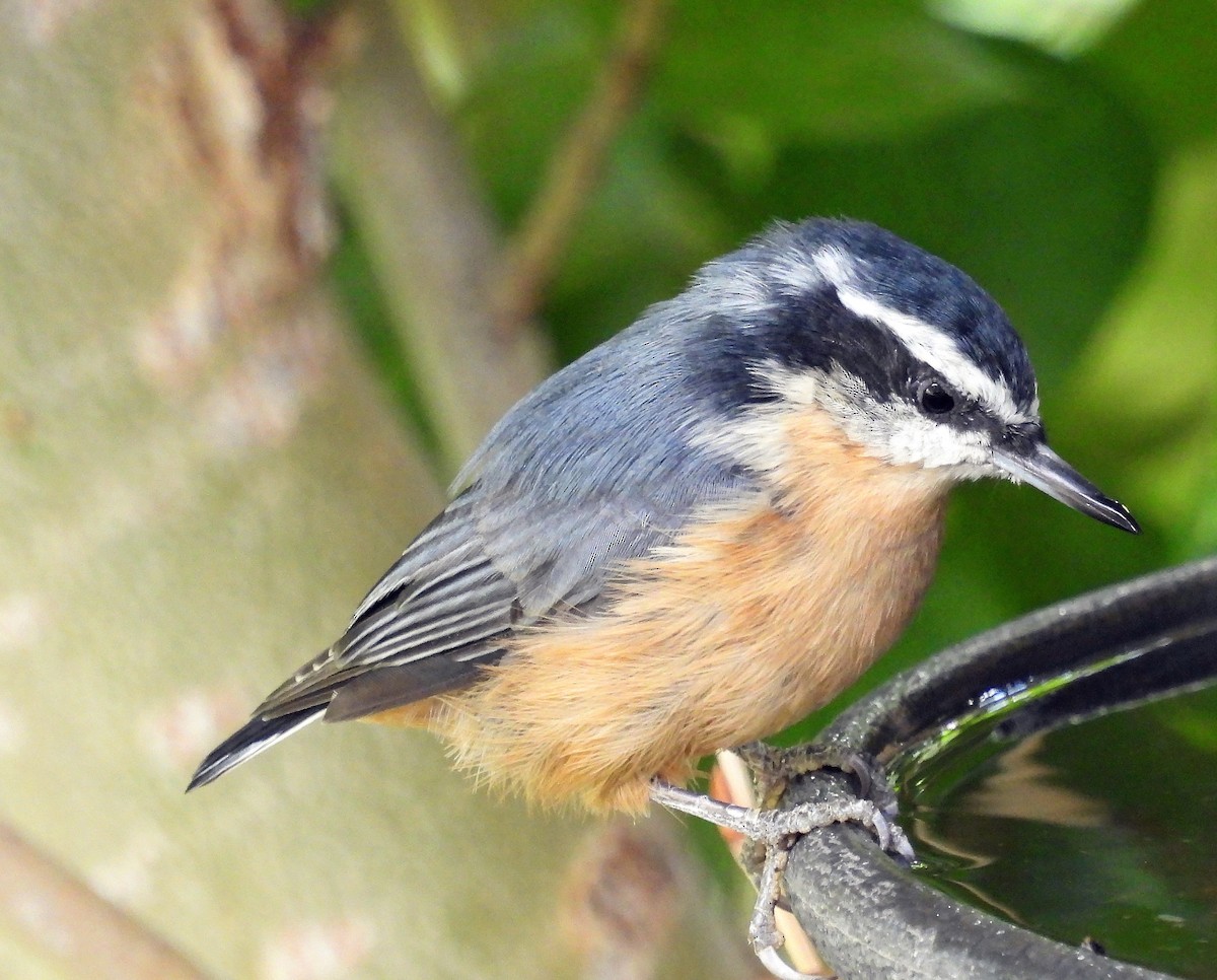 Red-breasted Nuthatch - ML601965541