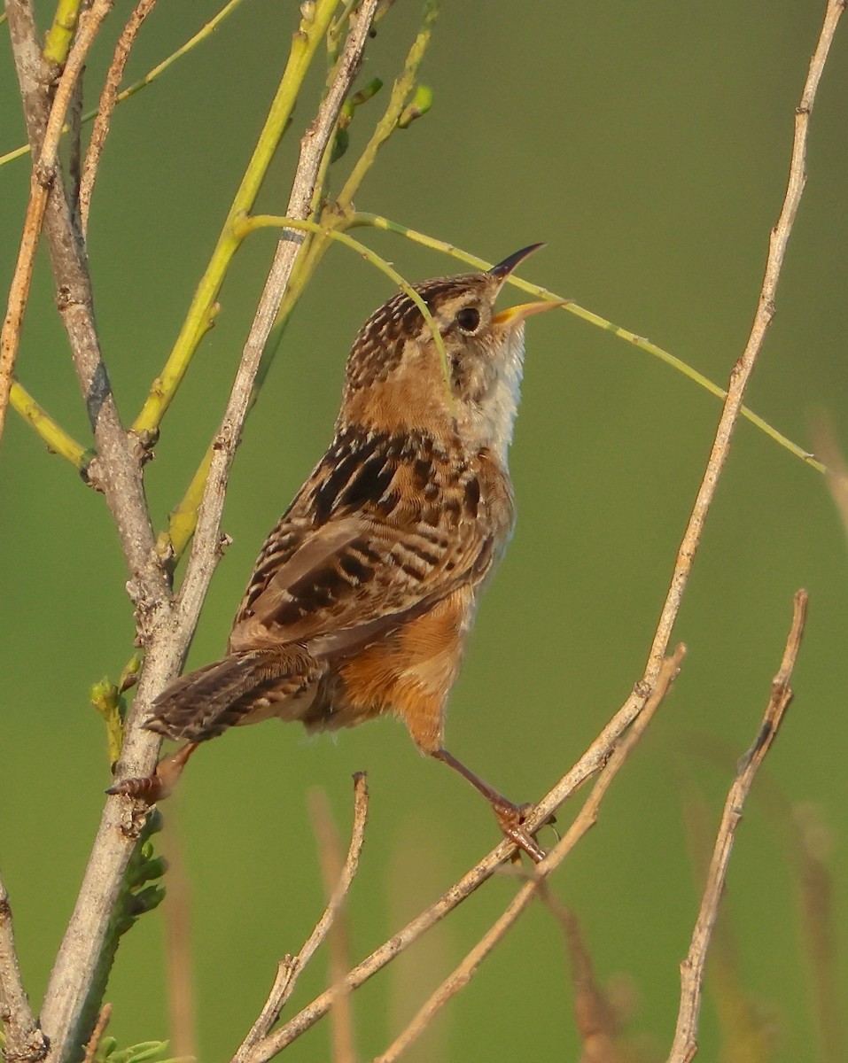 Sedge Wren - John Carlini