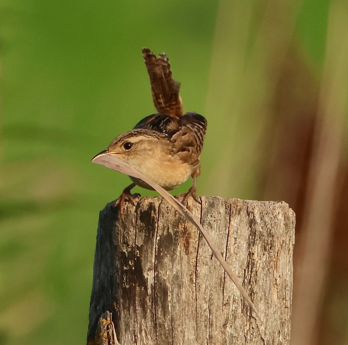 Sedge Wren - ML601966421