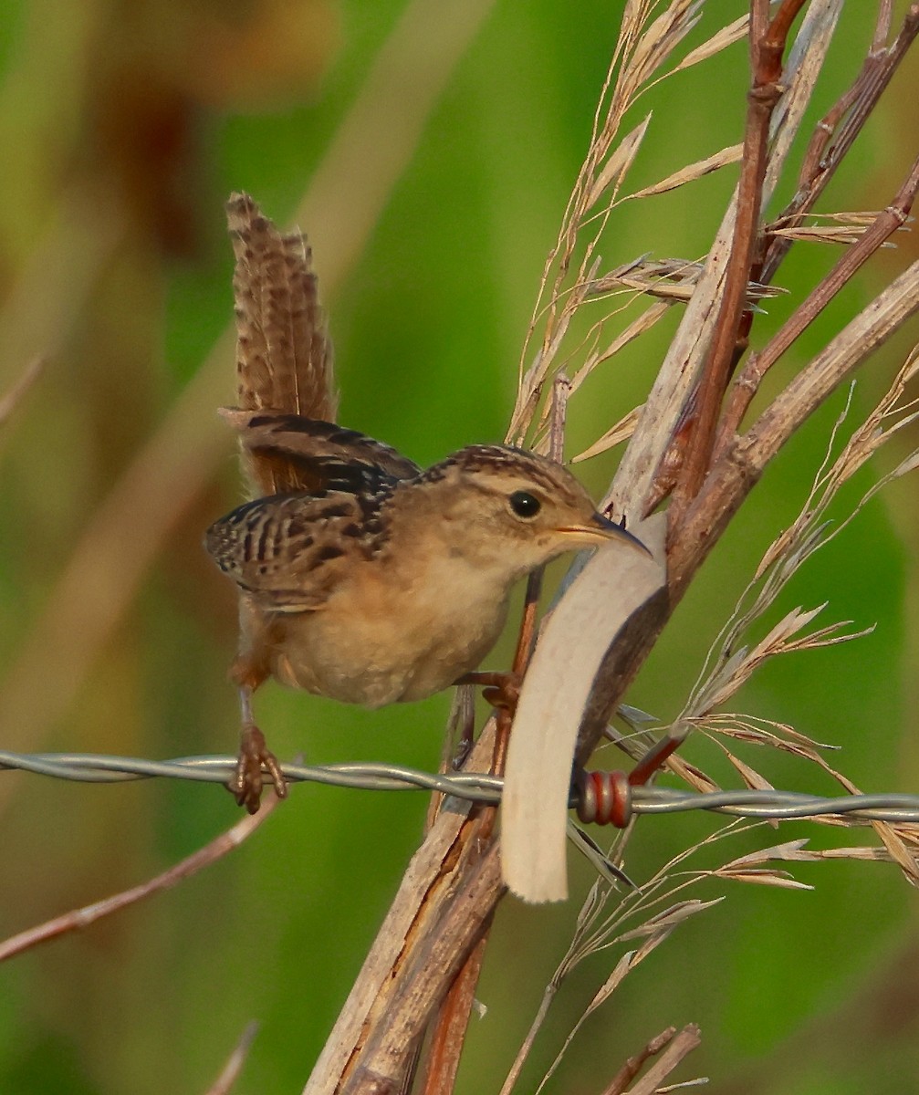 Sedge Wren - ML601966451