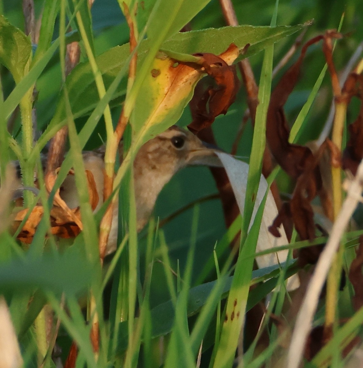 Sedge Wren - ML601966521