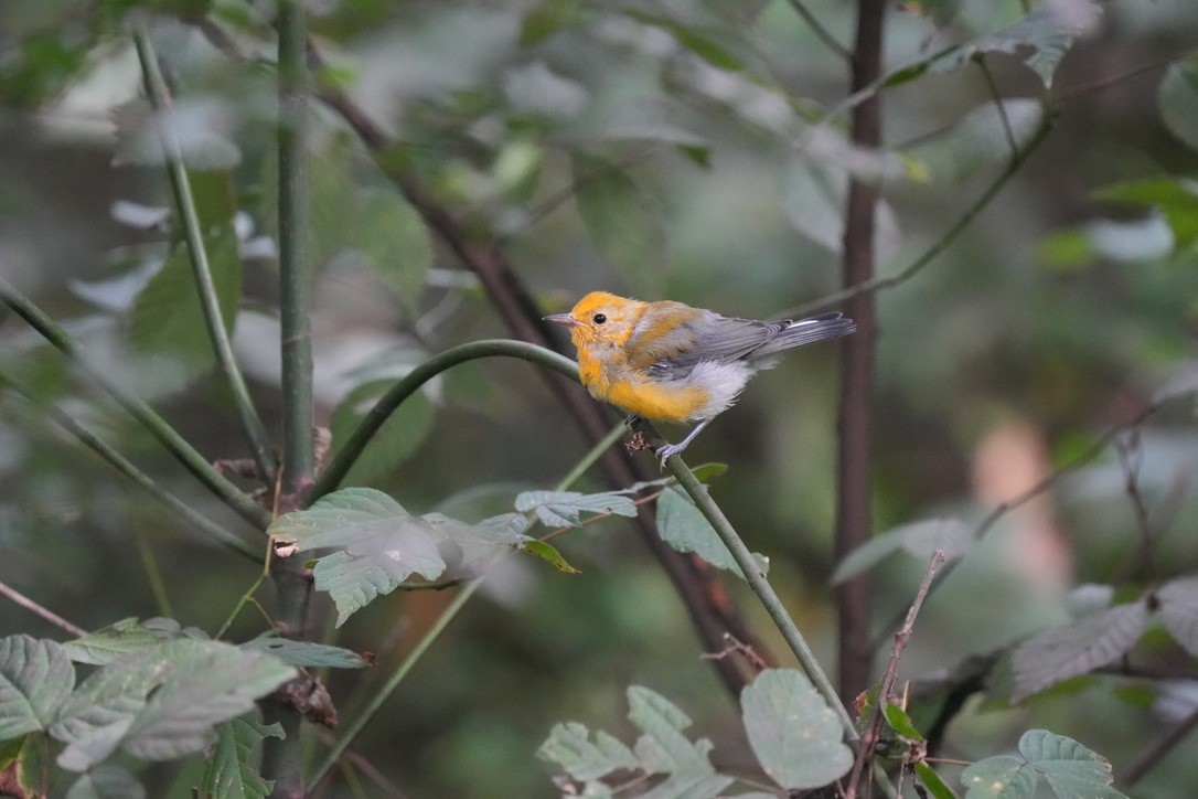 Prothonotary Warbler - Todd DeVore