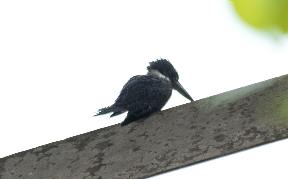 Ringed Kingfisher - ML601967981