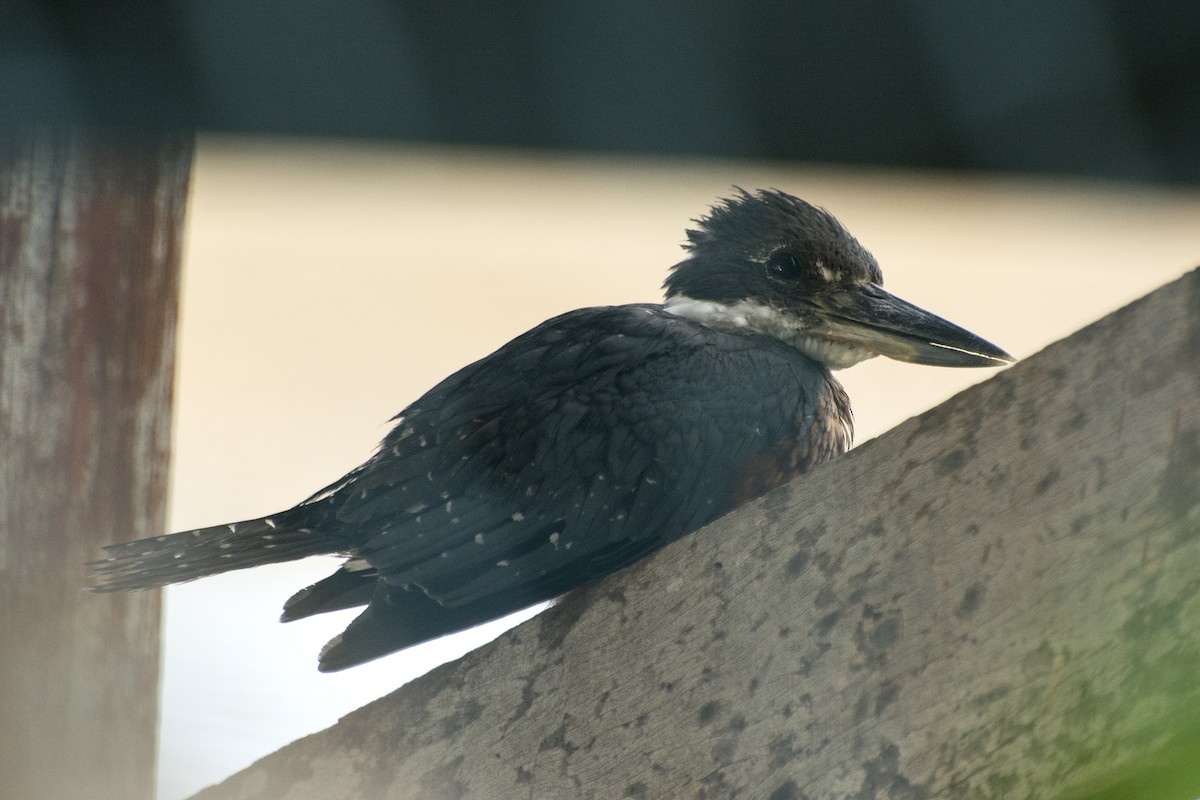 Ringed Kingfisher - ML601967991