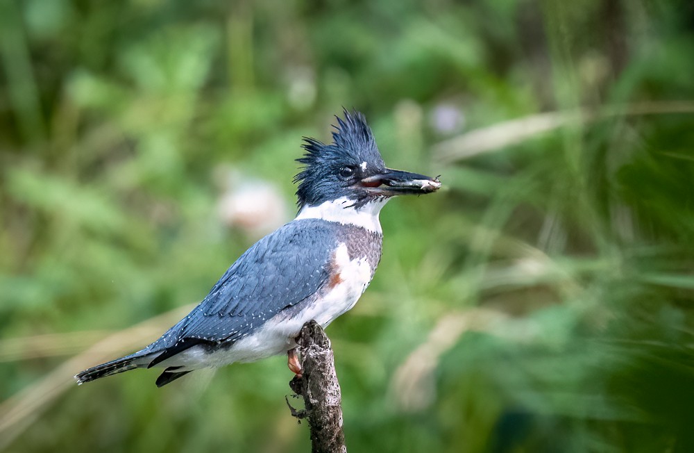 Belted Kingfisher - ML601968161