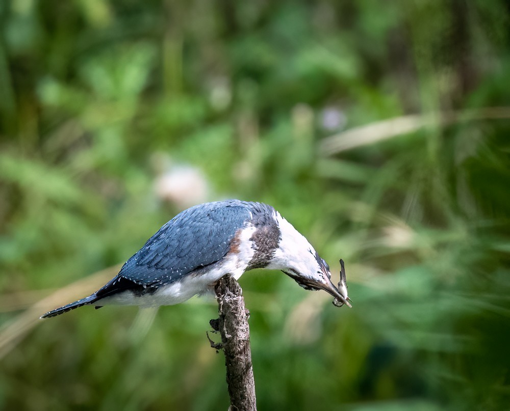 Belted Kingfisher - ML601968191