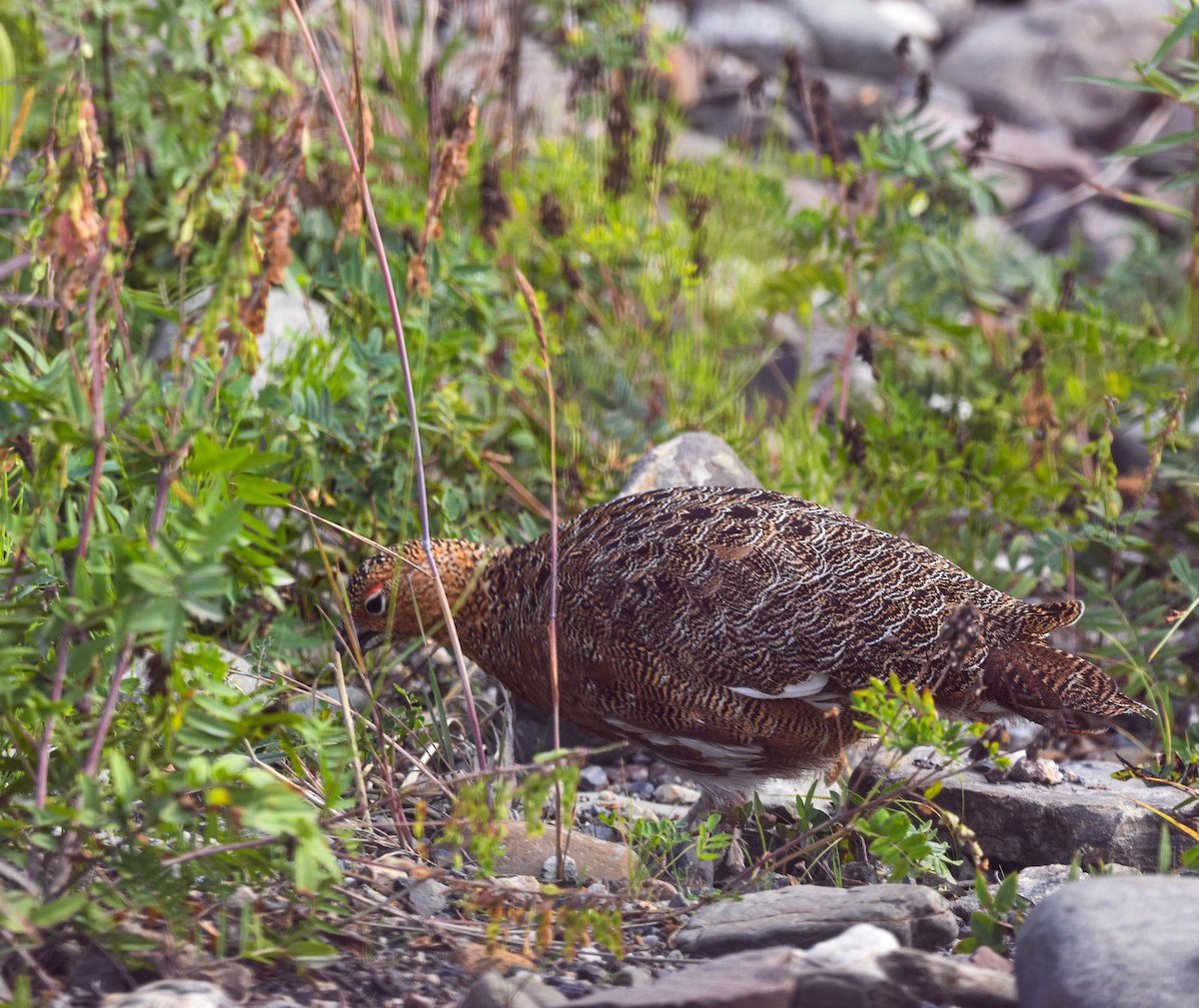 Willow Ptarmigan - ML601968531