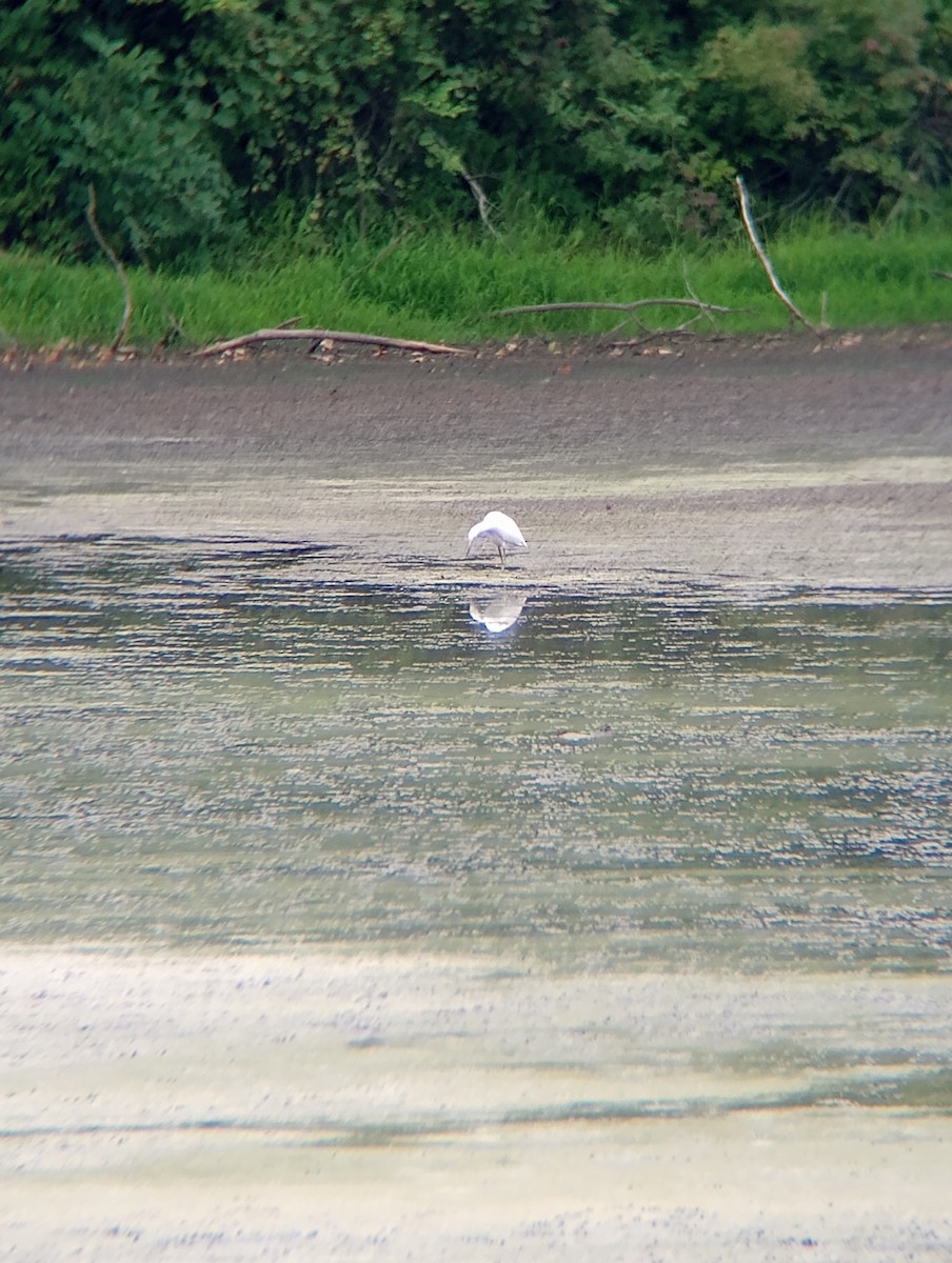 Little Blue Heron - Scott Myers