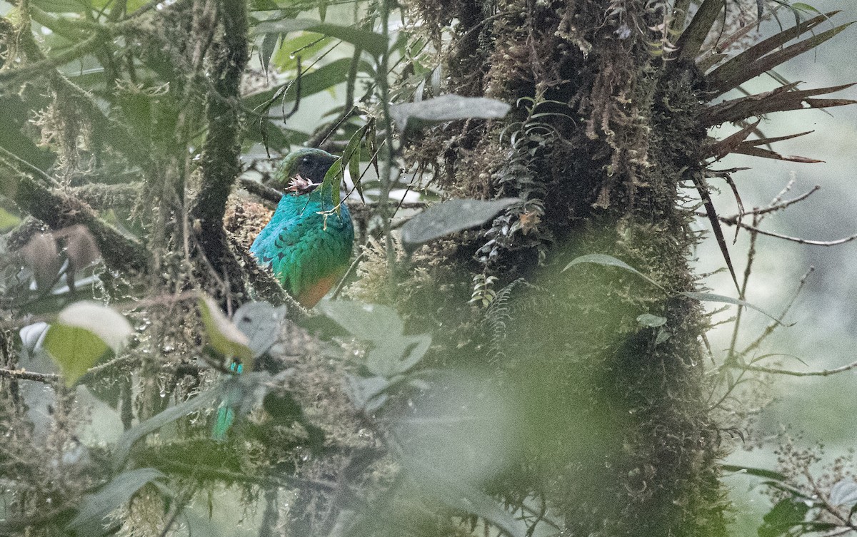 Golden-headed Quetzal - ML601969921