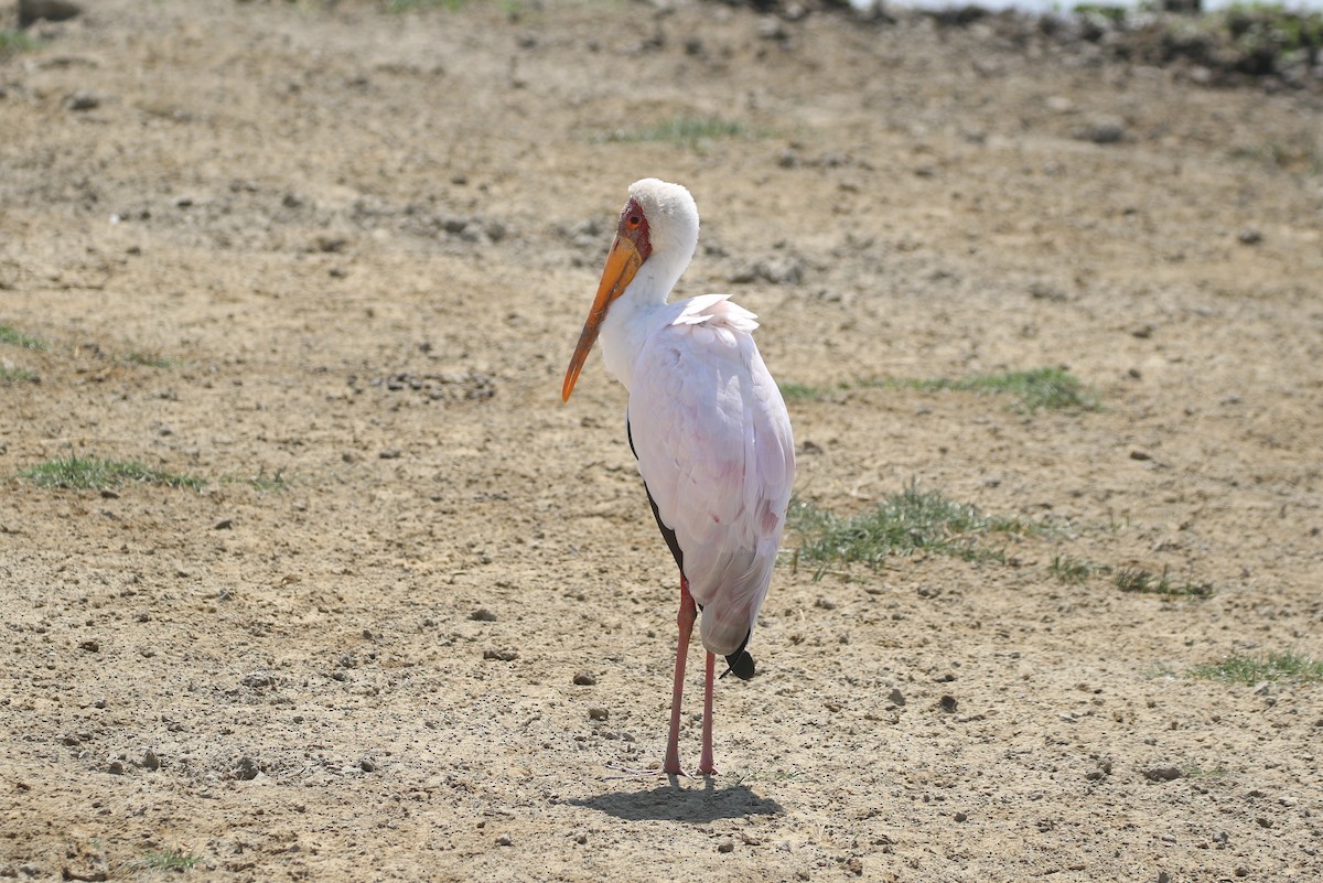 Yellow-billed Stork - Henggang Cui
