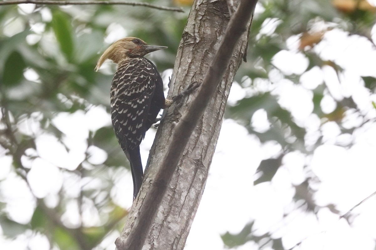 Blond-crested Woodpecker - ML601970531