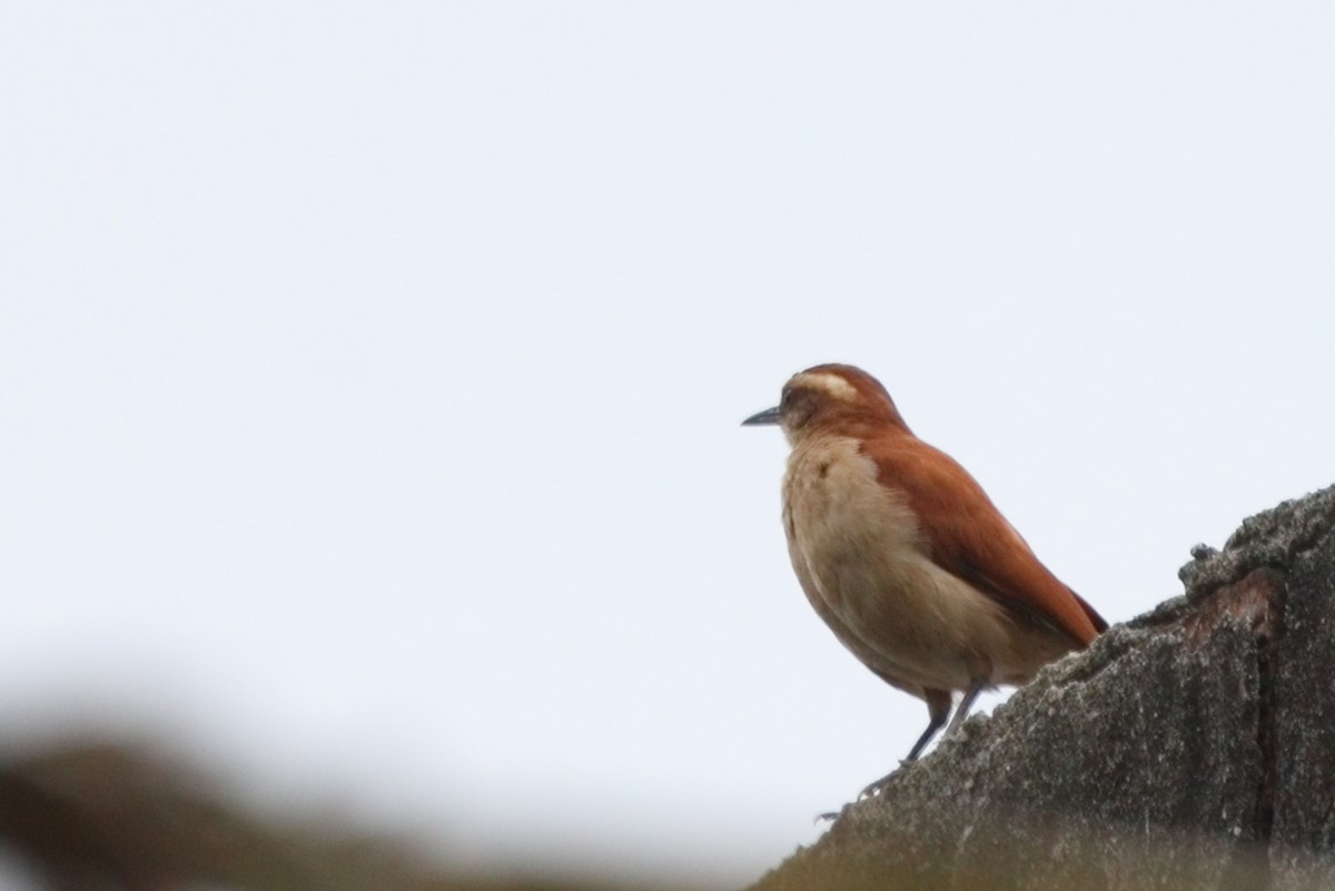 Wing-banded Hornero - ML601970541