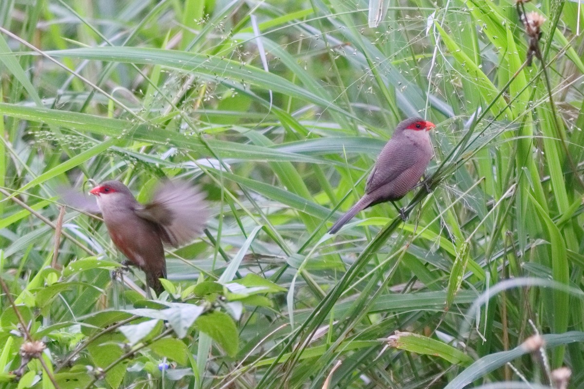 橫斑梅花雀 - ML601970581