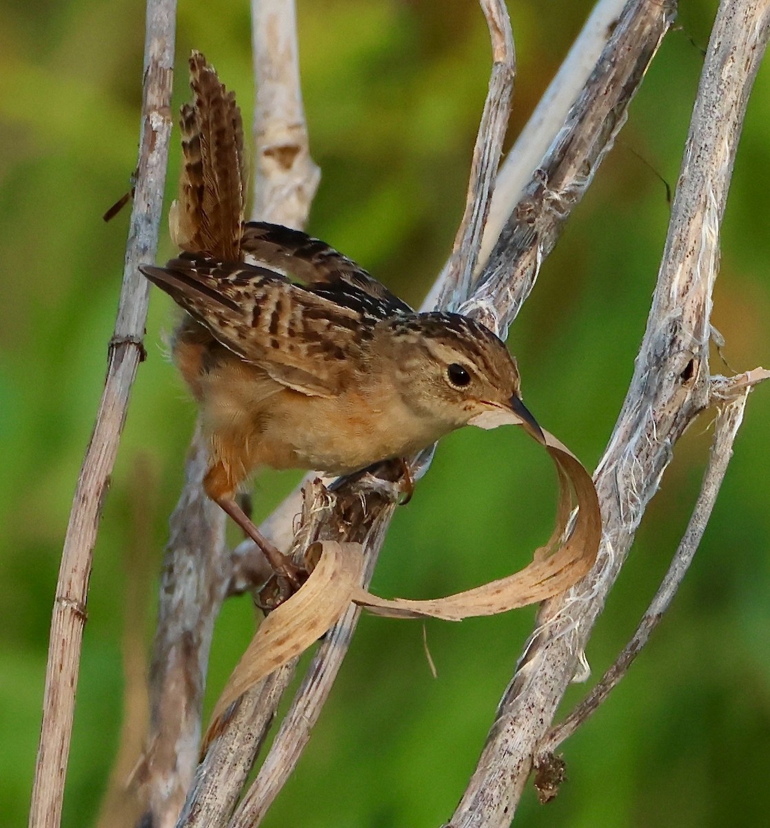 Sedge Wren - ML601970891